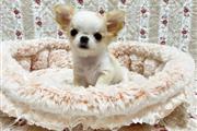 $400 : Chihuahua puppy thumbnail