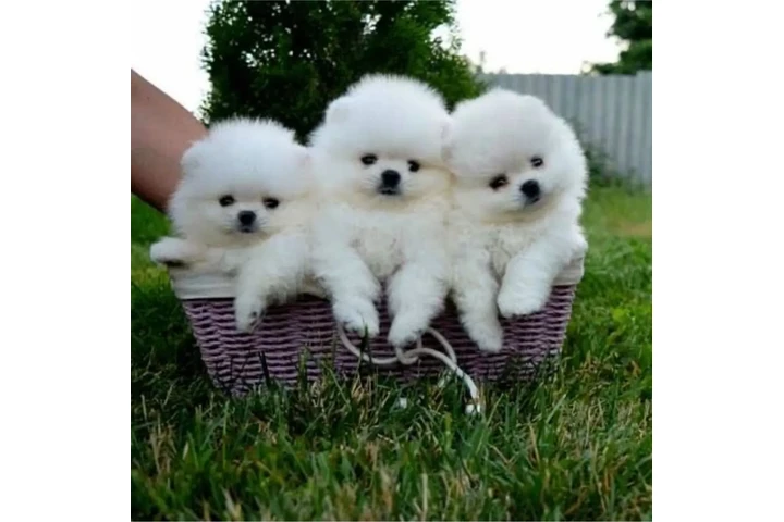 $350 : cachorros pomerania image 1