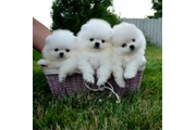 cachorros pomerania en Detroit
