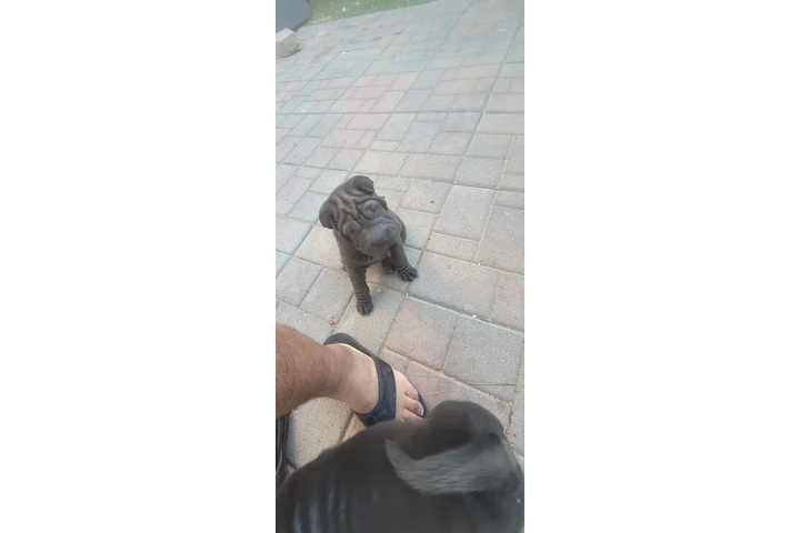 $800 : Shapie chino image 3