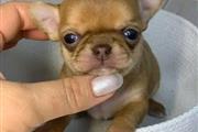 $500 : chihuahua puppies READY NOW thumbnail