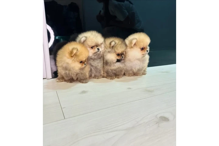 $350 : Pomerania taza de té image 2