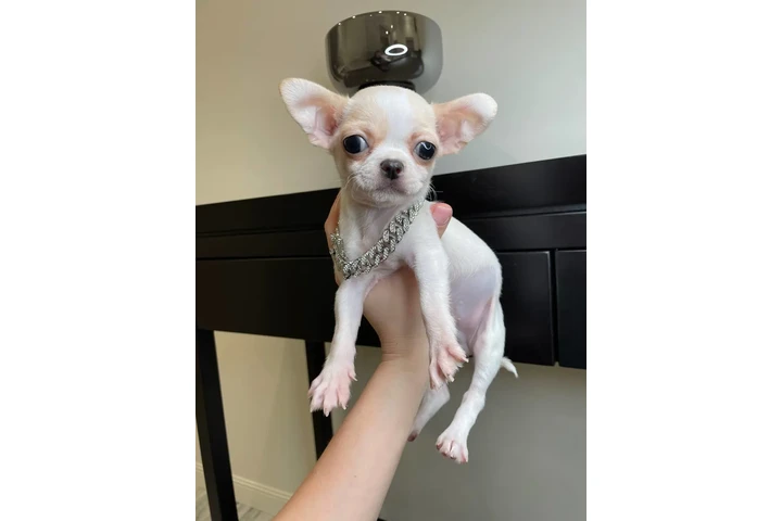 $300 : Teacup Chihuahua puppies image 8