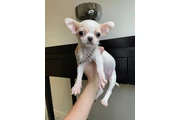 $300 : Teacup Chihuahua puppies thumbnail