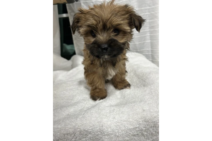 $500 : Maltipoo image 5