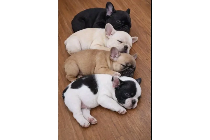 $250 : Adopción de cachorros de bulld image 9