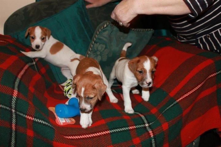 $450 : Jack Russell pups image 2