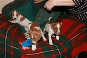 $450 : Jack Russell pups thumbnail