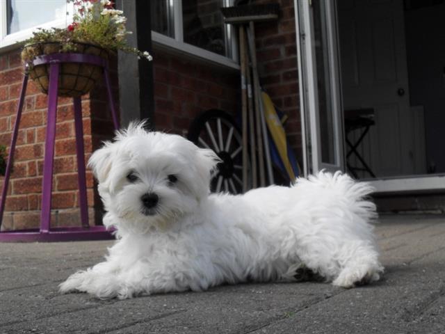 $550 : longhaired white maltese pups image 2