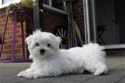 $550 : longhaired white maltese pups thumbnail