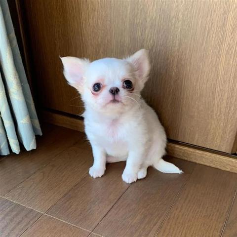 $400 : Chihuahua Puppies for sale image 2