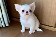 $400 : Chihuahua Puppies for sale thumbnail