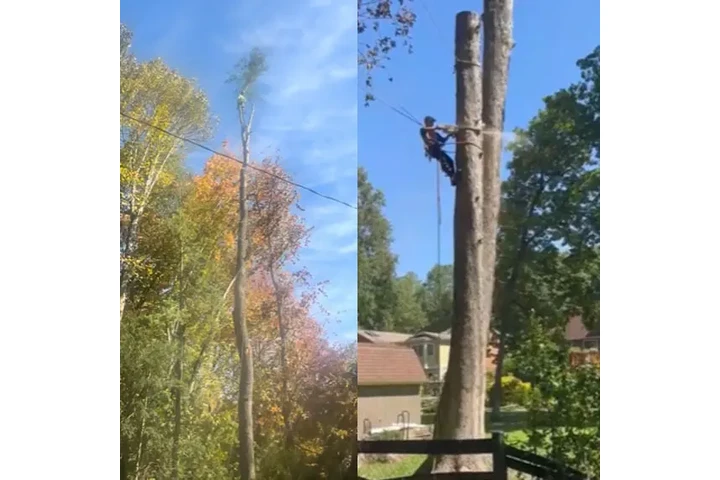 Corte y poda de árboles image 1