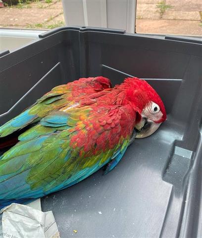 $500 : Parrot birds macaw image 2