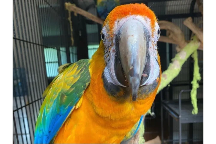 $480 : Miami parrot image 3