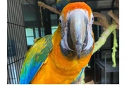 $480 : Miami parrot thumbnail
