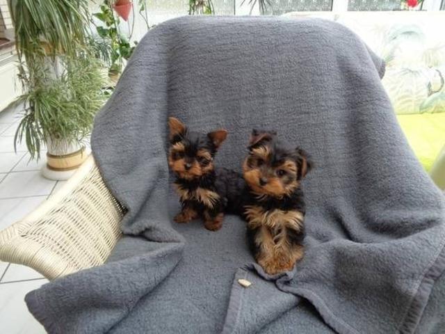 $385 : Yorkie puppies for adoption image 1