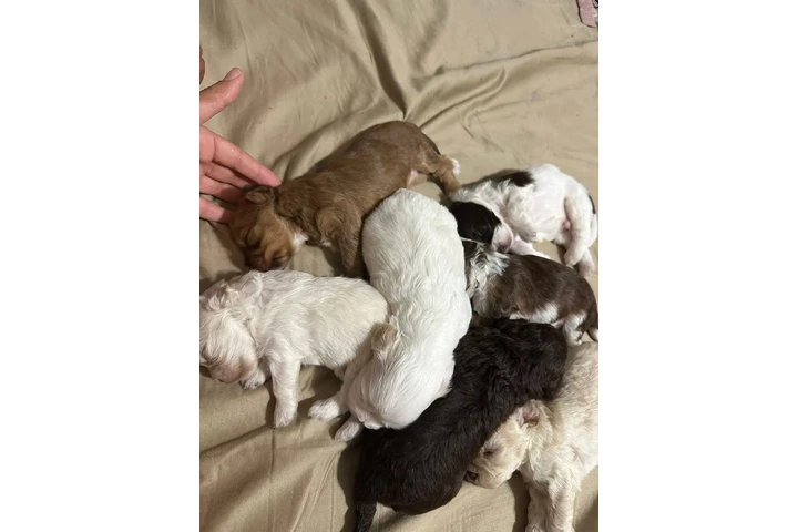 $350 : Cachorros Shihtzu en venta image 4