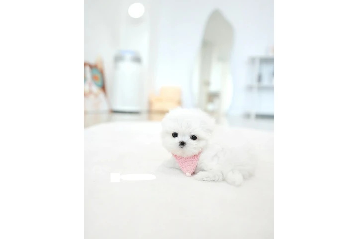 $100 : Maltese puppy image 1