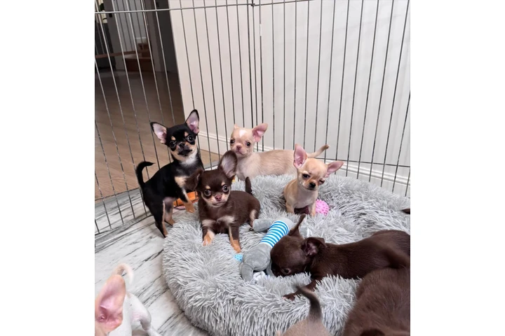 $250 : Chihuahua teacup puppies image 7
