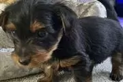 Designer Toy Yorkie Cross Male en Knoxville