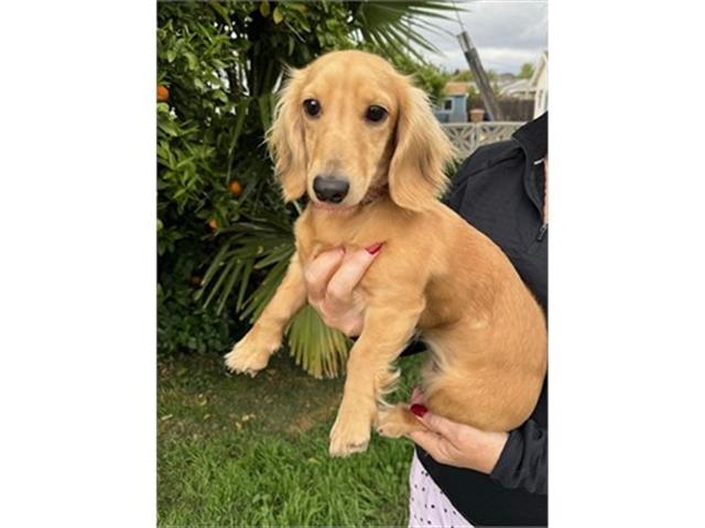 $4000 : Rehoming Dachshund image 2