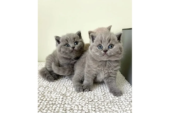 $350 : British Shorthair Kittens image 2