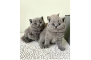 $350 : British Shorthair Kittens thumbnail
