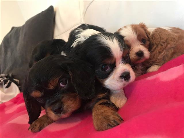 Cachorros Cavalier King Charle image 1