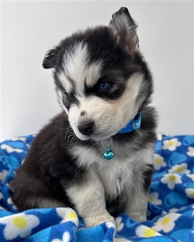 $350 : Cachorrito Husky Siberiano image 1