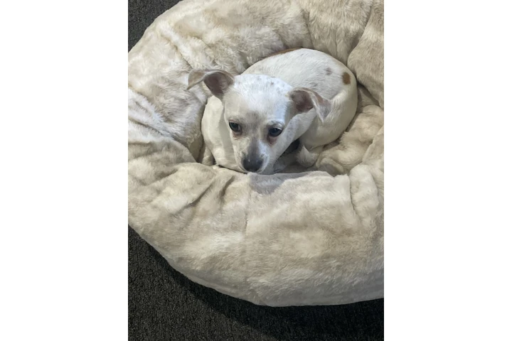 $11 : Hermosa en adopcion image 2