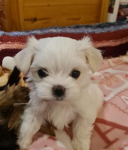 $500 : Maltese puppies for sale image 2