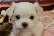 $500 : Maltese puppies for sale thumbnail