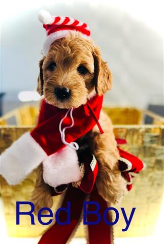 $2300 : Mini Goldendoodle Puppies image 2