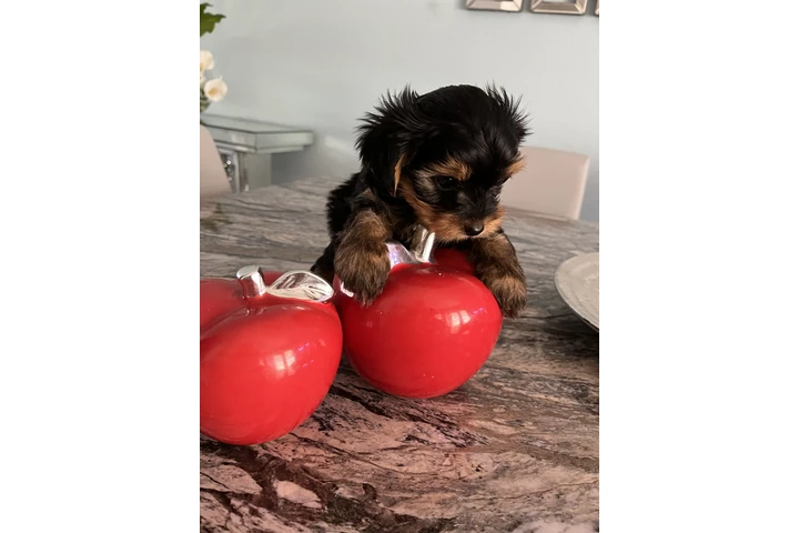 $1000 : yorkies puppies image 2