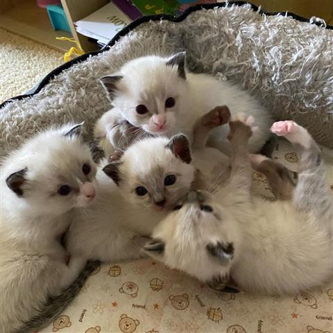 $350 : Cute Ragdol Kittens to Rehome image 1