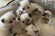 Cute Ragdol Kittens to Rehome en Philadelphia