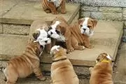 $500 : Bulldog puppies for sale thumbnail