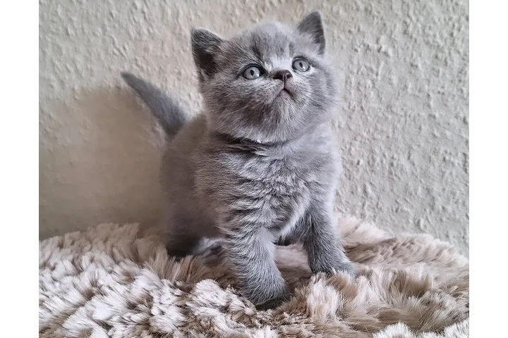 $300 : British Shorthair available image 2
