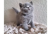 $300 : British Shorthair available thumbnail