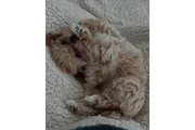 Cachorro Maltipoo en New York