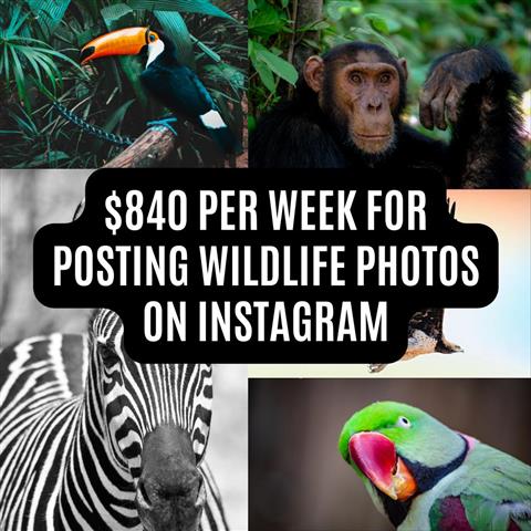 $840/w posting wildlife photos image 1