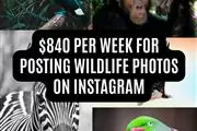 $840/w posting wildlife photos en Miami