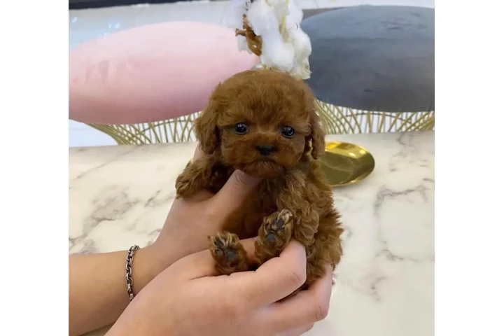 $400 : Teacup poodle puppy for sale image 1