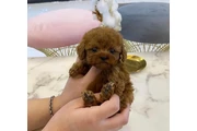Teacup poodle puppy for sale