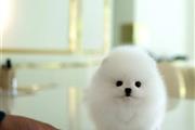 $250 : Pomeranian puppies for sale thumbnail