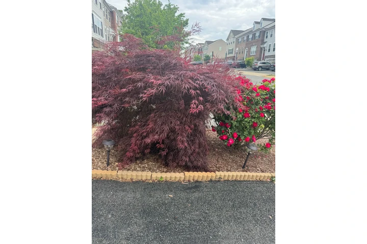 🌳HIDALGO LANDSCAPING SERVICES image 9