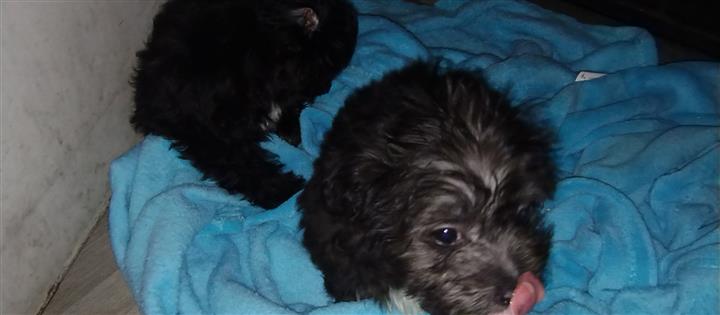 $150 : Mini poodle y mix terrier image 3