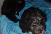 $150 : Mini poodle y mix terrier thumbnail