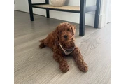$400 : Toy poodle For sale thumbnail